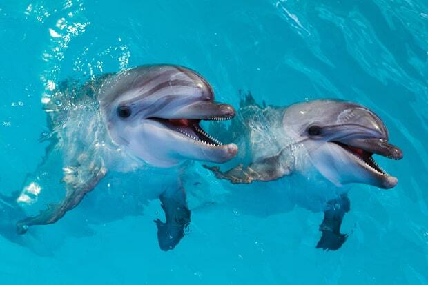two-dolphins-swimming-in-blue-water-min two-dolphins-swimming-in-blue-water-min